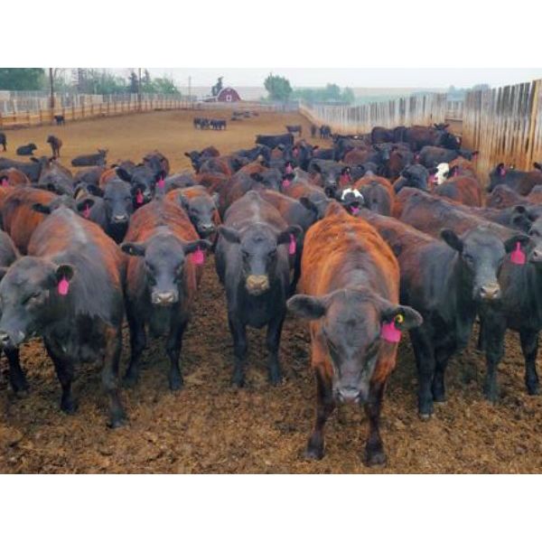 Murray Schwengler - 690# Heifers - 94 Head (Rockyford, AB)