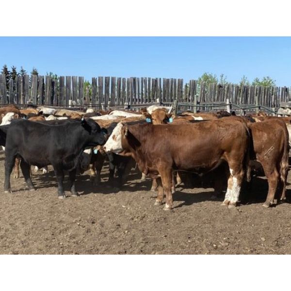 E & A McKee Holdings Ltd. - 1025# September Grass Steers - 60 Head (Turtleford, SK)