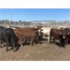 Image 2 : E & A McKee Holdings Ltd. - 1025# September Grass Steers - 60 Head (Turtleford, SK)