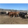 Image 3 : E & A McKee Holdings Ltd. - 1025# September Grass Steers - 60 Head (Turtleford, SK)