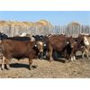 Image 4 : E & A McKee Holdings Ltd. - 1025# September Grass Steers - 60 Head (Turtleford, SK)