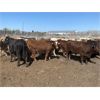 Image 6 : E & A McKee Holdings Ltd. - 1025# September Grass Steers - 60 Head (Turtleford, SK)