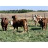 Image 3 : E & A McKee Holdings Ltd. - 900# September Grass Steers - 68 Head (Turtleford, SK)