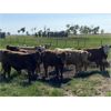 Image 6 : E & A McKee Holdings Ltd. - 900# September Grass Steers - 68 Head (Turtleford, SK)