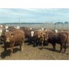 Image 6 : Lesher Lane Enterprises - 850# Steers - 290 Head (Lacombe, AB)