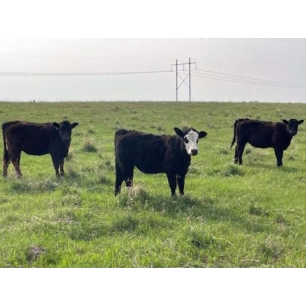 Dog River Ranch - 825# September Grass Heifers - 90 Head (Corning, SK)