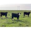 Image 1 : Dog River Ranch - 825# September Grass Heifers - 90 Head (Corning, SK)
