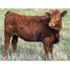 Image 2 : Dog River Ranch - 825# September Grass Heifers - 90 Head (Corning, SK)