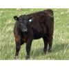 Image 3 : Dog River Ranch - 825# September Grass Heifers - 90 Head (Corning, SK)