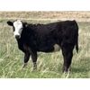 Image 4 : Dog River Ranch - 825# September Grass Heifers - 90 Head (Corning, SK)
