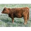 Image 6 : Dog River Ranch - 825# September Grass Heifers - 90 Head (Corning, SK)