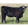 Image 7 : Dog River Ranch - 825# September Grass Heifers - 90 Head (Corning, SK)