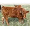 Image 9 : Dog River Ranch - 825# September Grass Heifers - 90 Head (Corning, SK)