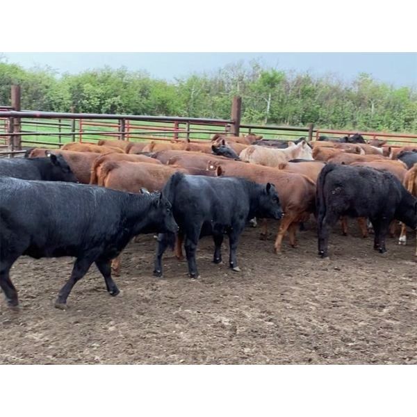 Hill 70 Quantock Ranch - 740# Heifers - 53 Head (Paynton, SK)