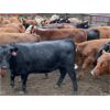 Image 4 : Hill 70 Quantock Ranch - 740# Heifers - 53 Head (Paynton, SK)