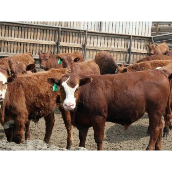 B&B Feeders - 750# Steers - 100 Head (Coaldale, AB)