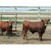 Image 2 : B&B Feeders - 750# Steers - 100 Head (Coaldale, AB)