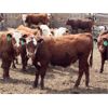 Image 3 : B&B Feeders - 750# Steers - 100 Head (Coaldale, AB)