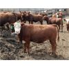 Image 5 : B&B Feeders - 750# Steers - 100 Head (Coaldale, AB)