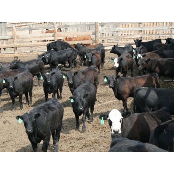 B&B Feeders - 750# Steers - 105 Head (Coaldale, AB)