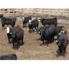 Image 2 : B&B Feeders - 750# Steers - 105 Head (Coaldale, AB)