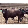Image 3 : B&B Feeders - 750# Steers - 105 Head (Coaldale, AB)