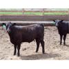 Image 4 : B&B Feeders - 750# Steers - 105 Head (Coaldale, AB)