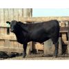 Image 5 : B&B Feeders - 750# Steers - 105 Head (Coaldale, AB)