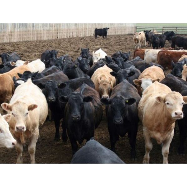 Happy Acre Farms - 870# Steers - 198 Head (Coaldale, AB)