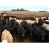 Image 2 : Happy Acre Farms - 870# Steers - 198 Head (Coaldale, AB)