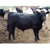 Image 3 : Happy Acre Farms - 870# Steers - 198 Head (Coaldale, AB)