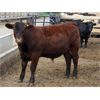 Image 5 : Happy Acre Farms - 870# Steers - 198 Head (Coaldale, AB)