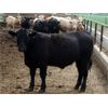 Image 6 : Happy Acre Farms - 870# Steers - 198 Head (Coaldale, AB)