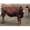 Image 7 : Happy Acre Farms - 870# Steers - 198 Head (Coaldale, AB)