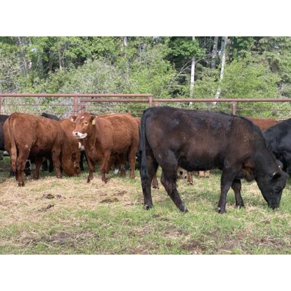FM Livestock Company - 925# September Grass Heifers - 65 Head (Bentley, AB)