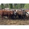 Image 5 : FM Livestock Company - 925# September Grass Heifers - 65 Head (Bentley, AB)