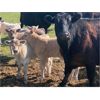 Image 2 : Midpoint Farms - 40 Black Angus X Pairs (Drayton Valley, AB)