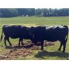 Image 6 : Midpoint Farms - 40 Black Angus X Pairs (Drayton Valley, AB)