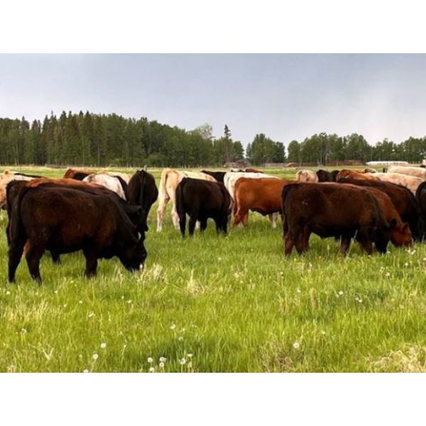 J2 Stock Farms - 890# Steers - 72 Head (Darwell, AB)
