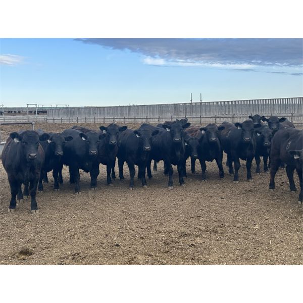 6U Cattle Company - 950# Steers - 67 Head (Manning, AB)