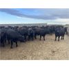 Image 3 : 6U Cattle Company - 950# Steers - 67 Head (Manning, AB)