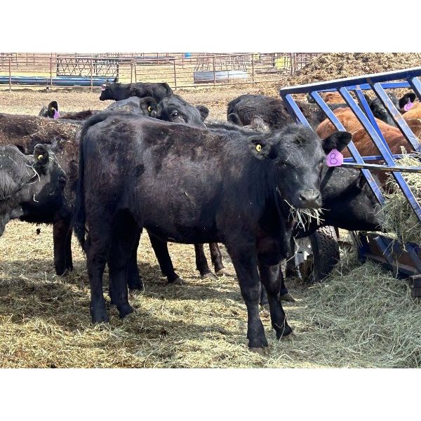 Tom Thielen - 875# October Grass Heifers - 48 Head (Milk River, AB)
