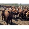 Image 2 : Lesher Lane Enterprises - 830# Heifers - 225 Head (Lacombe, AB)