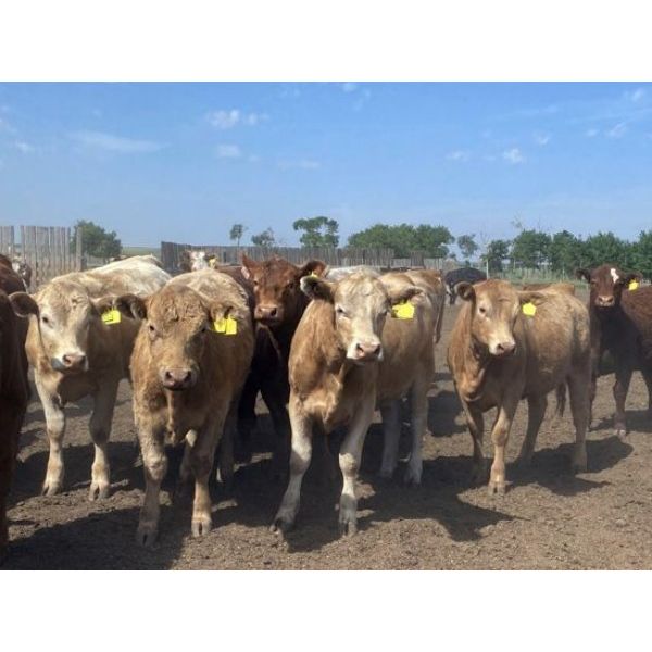 Lesher Lane Enterprises - 830# Heifers - 225 Head (Lacombe, AB)