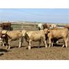 Image 5 : Lesher Lane Enterprises - 830# Heifers - 225 Head (Lacombe, AB)