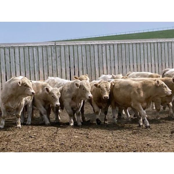 Soderglen Ranches Ltd. - 1110# Bulls - 32 Head (Airdrie, AB)