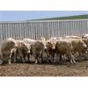 Image 1 : Soderglen Ranches Ltd. - 1110# Bulls - 32 Head (Airdrie, AB)