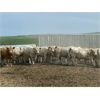 Image 2 : Soderglen Ranches Ltd. - 1110# Bulls - 32 Head (Airdrie, AB)