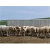 Image 3 : Soderglen Ranches Ltd. - 1110# Bulls - 32 Head (Airdrie, AB)