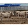 Image 5 : Soderglen Ranches Ltd. - 1110# Bulls - 32 Head (Airdrie, AB)
